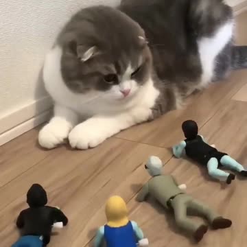 Funniest Cat Scared 😨🤣#cat #shorts