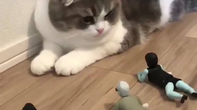 Funniest Cat Scared 😨🤣#cat #shorts