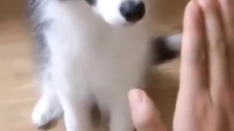 Cute Puppy Training 😍😘#shorts #cutepuppy #dog
