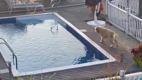 Curious dog hops fence, jumps into neighbor's pool