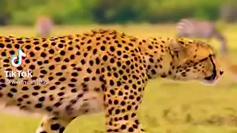 Animal cheetah