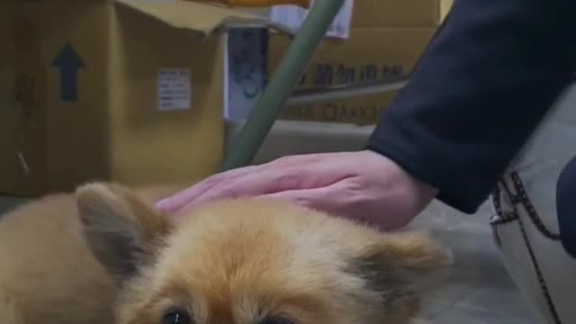 I've never seen such cute puppy