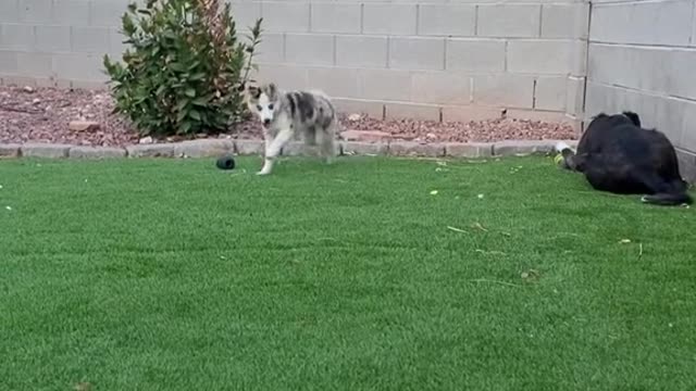 Husky having fun