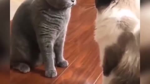 Funny Cat 😺. videos try Not to laugh 😂
