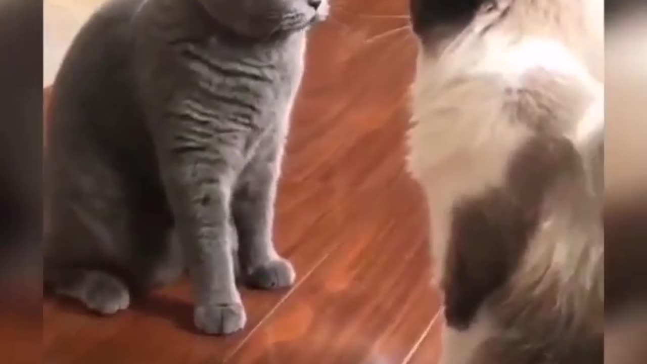 Funny Cat 😺. videos try Not to laugh 😂