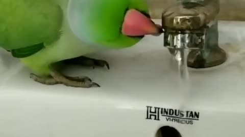 parrot drinking water || beautiful parrot