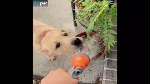 Dog Trying To Drink Water But Can't