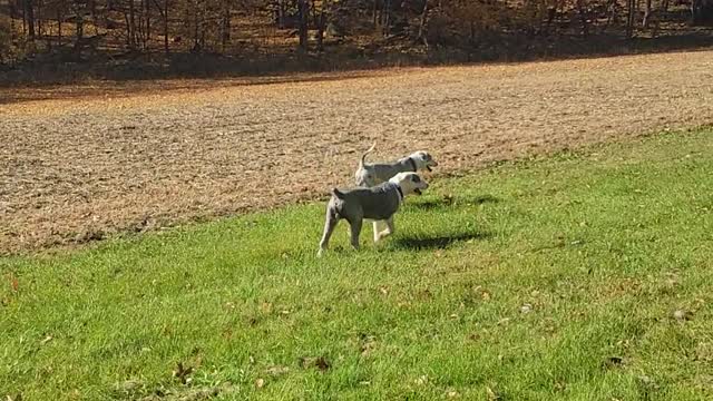 Bentley and Cooper run around pt. 1