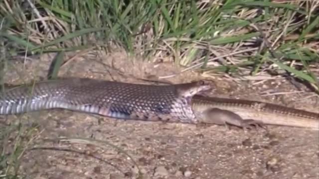 Deadly snake attack on monitor lizard