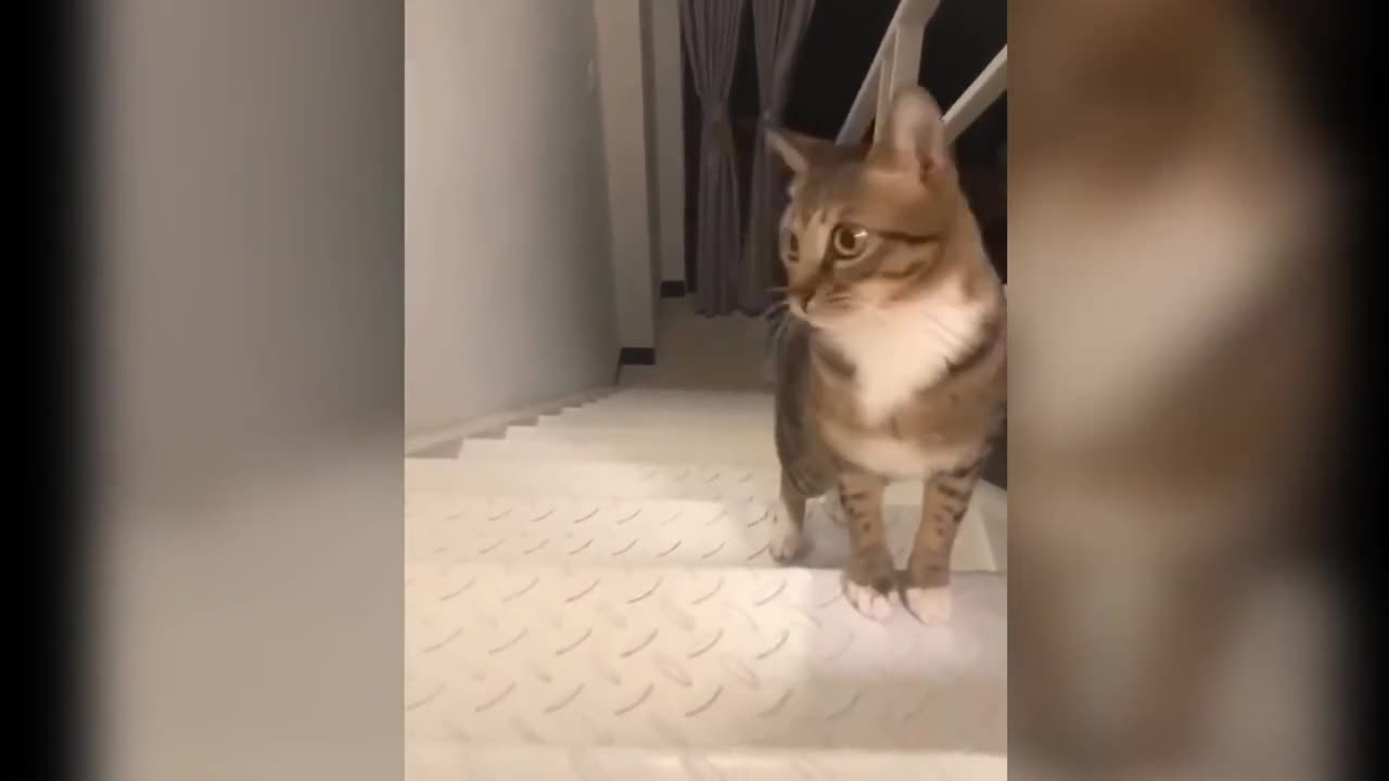 Cat's confused behavior