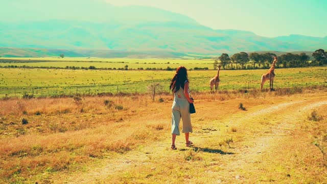 The 2 giraffes are staring at the girl who is filming them.