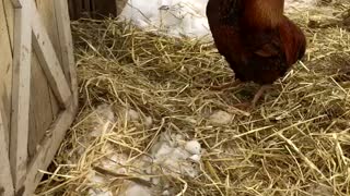 Water Buffalo Cleans Rooster Pal