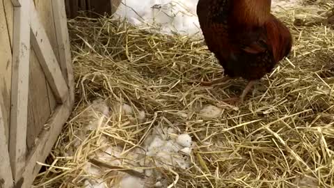 Water Buffalo Cleans Rooster Pal