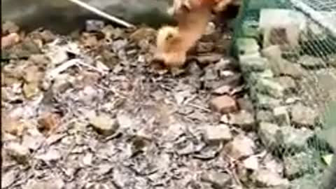 Dog and chicken fight really funny
