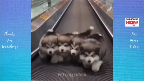 Cute And Funny Pet Videos Compilation - Funny Dog Videos | Baby Dogs