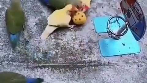 Соревнования лучших баскетболистов НБА))