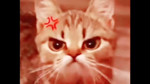 Cat Expression