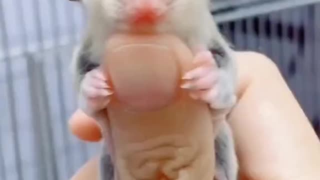 Cutest baby animals Videos Compilation Cute moment of the Animals - Cutest Animals #101