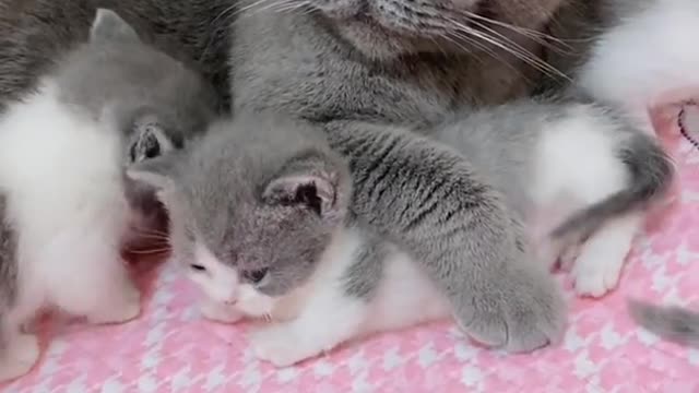cat short video funny video