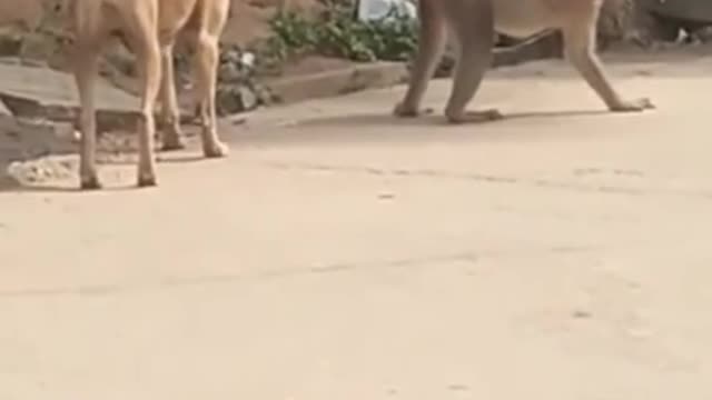 Video to make you laugh out loud Super funny animal | Keep laughing |