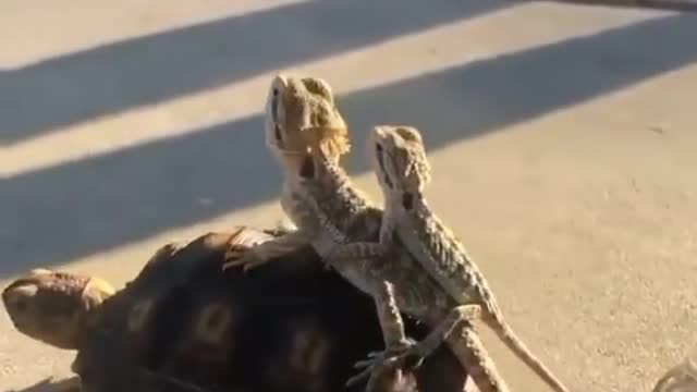 Two lizards taking a tourist tour on the top of turtle