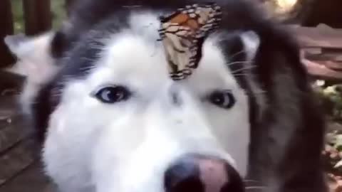 Beautiful nature butterfly on a dog