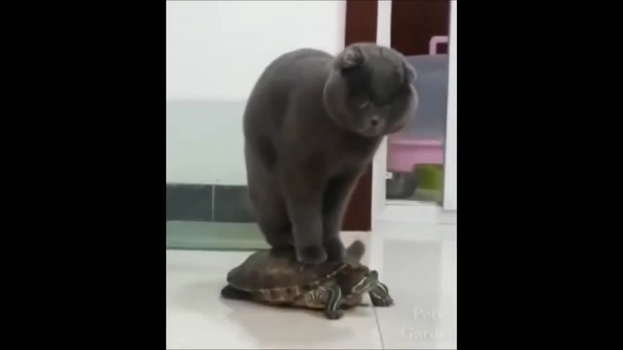 Funny animal video