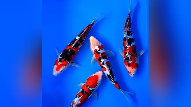 original koi fish from Japan 🎏