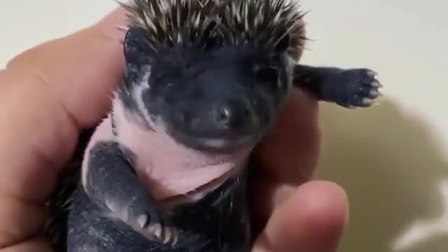 Little porcupine had a baby yawn, funny and trending video viral video