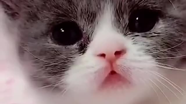 Cute cat and kittens