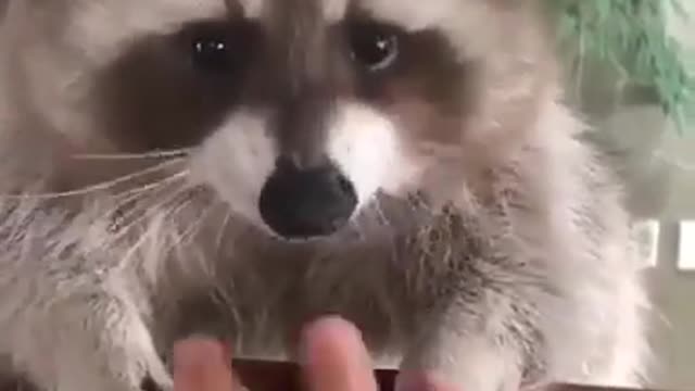 Pet Raccoon: don’t touch my grapes