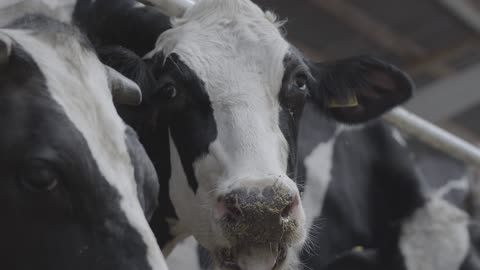 Cow in a stable chewing its food