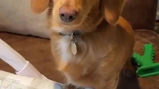 Baby, funny and cute dogs, baby, child in love with dogs and cats and animals.
