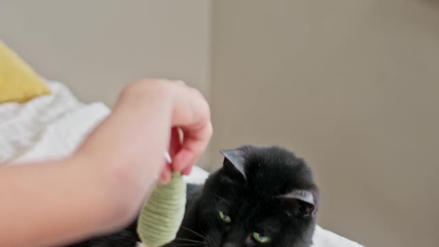 kid playing with cat