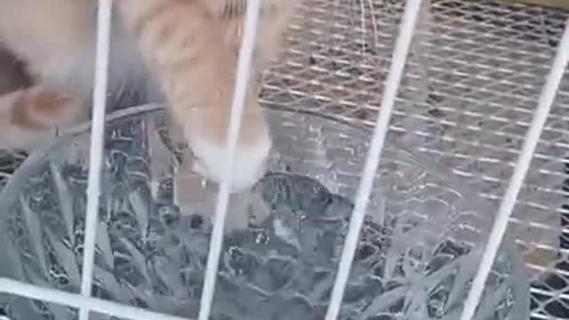 Cute kittens Baby Cats - Cute and Funny Cat Videos Compilation