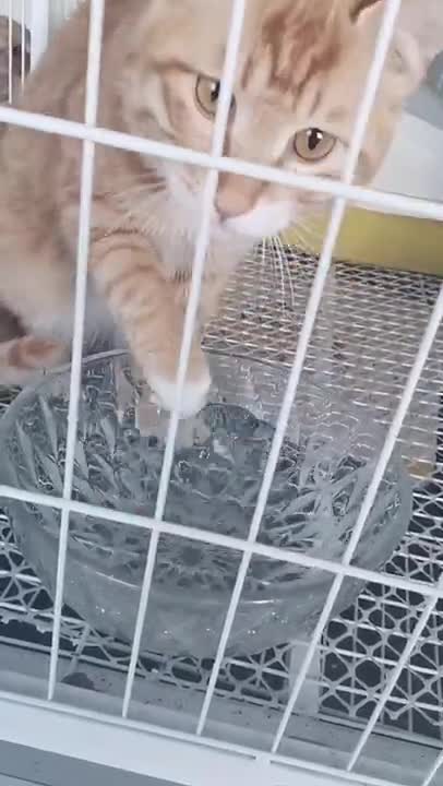 Cute kittens Baby Cats - Cute and Funny Cat Videos Compilation