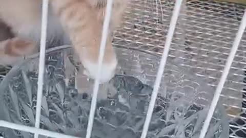 Cute kittens Baby Cats - Cute and Funny Cat Videos Compilation
