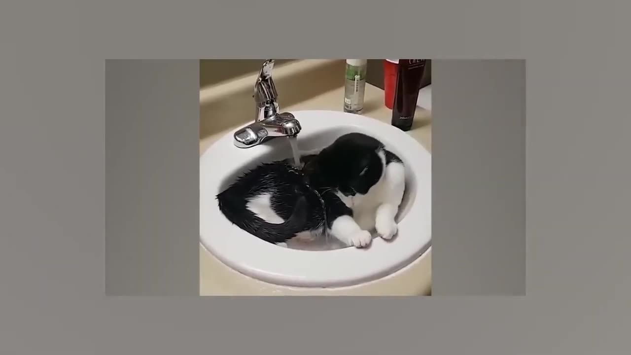 funny cat video