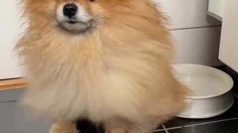 Pomeranian puppy
