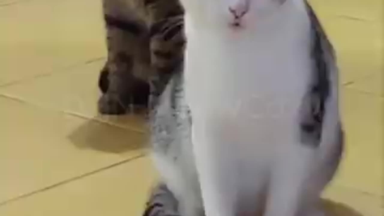 Cute cat play