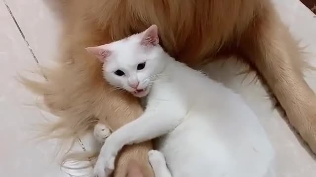 Don’t touch my buddy!