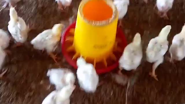 broiler chicken farm