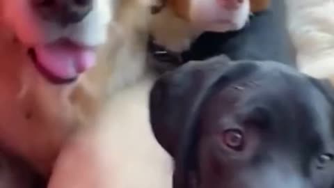 Funny Dogs 🐕