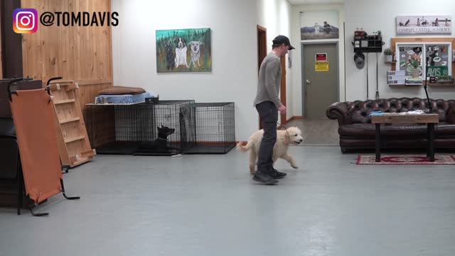 Five Minutes Dog Training (Quick Results)