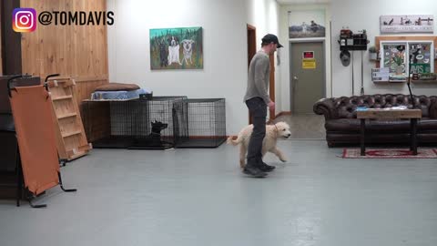 Five Minutes Dog Training (Quick Results)