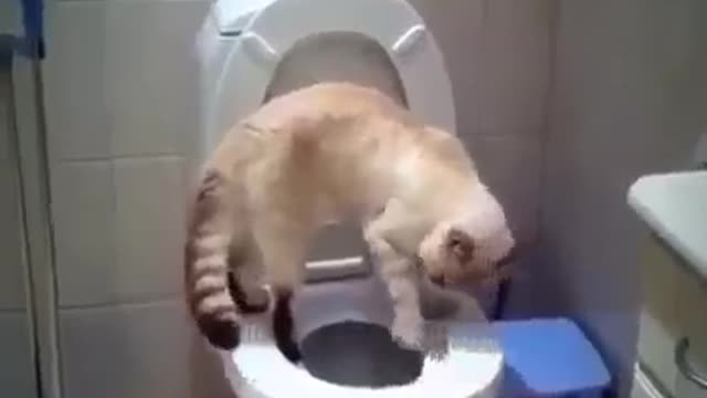 Smart cat attending toilet