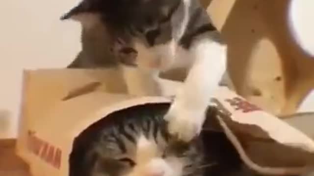 Funny animals 😻😹 Funny cats