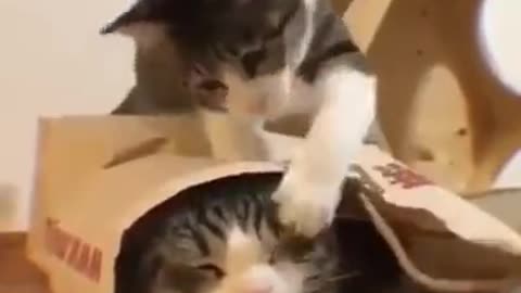 Funny animals 😻😹 Funny cats