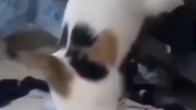 cat and dog funny compilation