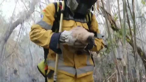 Incendios forestales en Bolivia han consumido más de 700 mil hectáreas